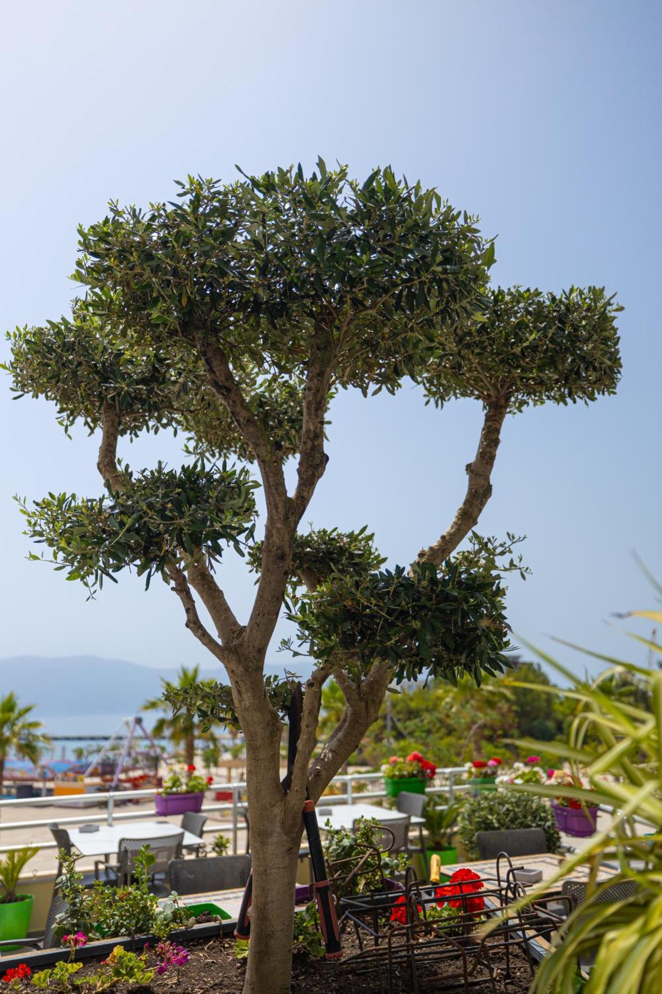 Veranda Boutique Hotel Avlonya Dış mekan fotoğraf